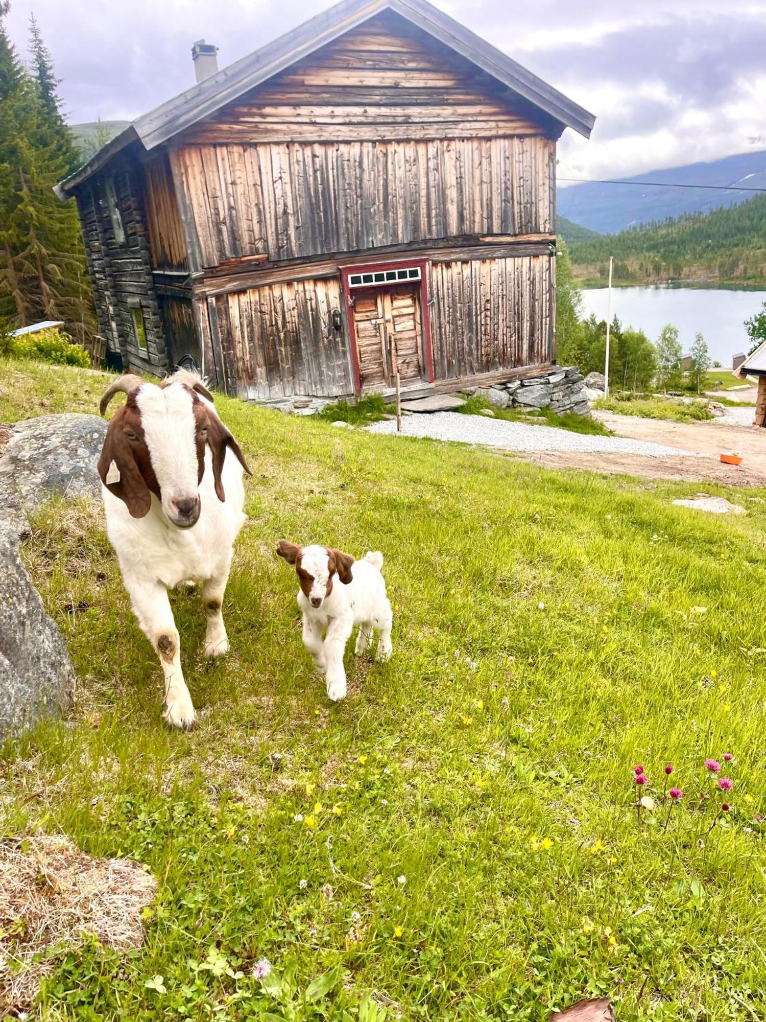 Reinheimen Lodge Шок Экстерьер фото